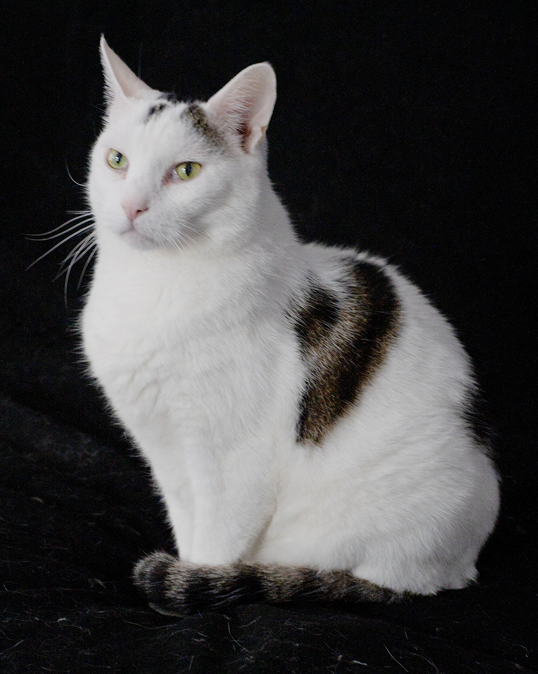 Top Cat Sanctuary cat photo